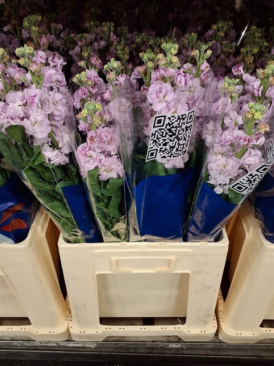Matthiola Iron Cherry Blossom 70cm