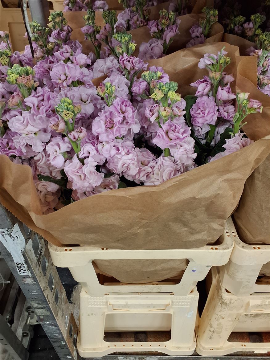 Matthiola Iron Cherry Blossom 60cm