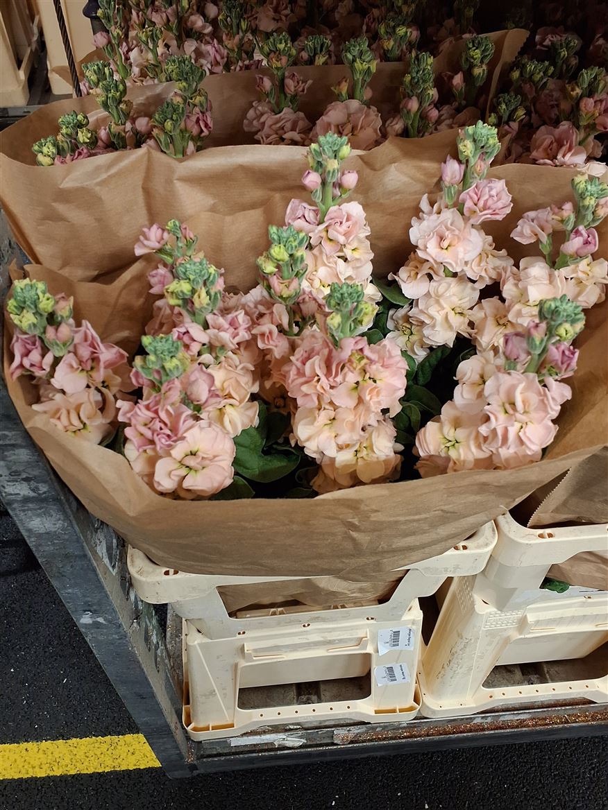 Matthiola Iron Apricot 60cm