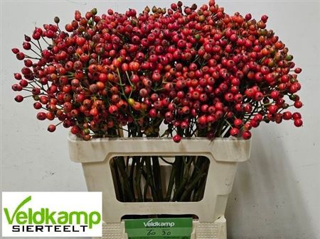 Rosa Mag Autum Glory 60cm