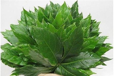 Aralia Extra Per Tak