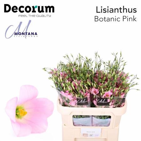 Eus E Botanic Pink