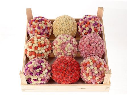 Ball Gomphrena Mix D13