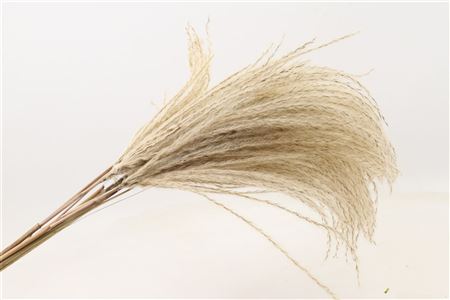 Dried Silver Grass 10pc 90cm