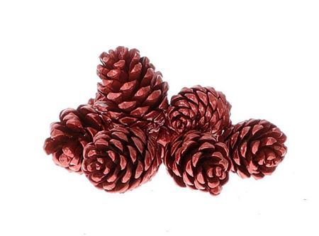 Pinecone Pinea Douglas 8 Pcs