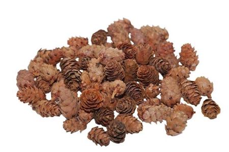 Pinecone Baby 150g L2