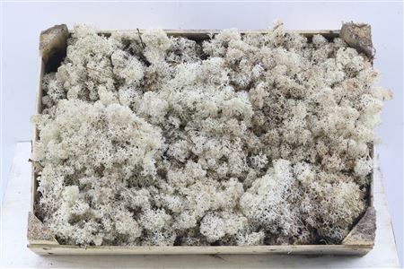 Dried Moss Reindeer 3.5kg Box