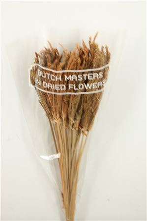 Dried Umbr. Sedge Big Leaf Natural Bunch