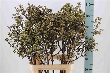 Euc.torreliana Stem