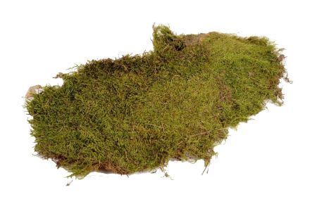 Moss Flat 600g