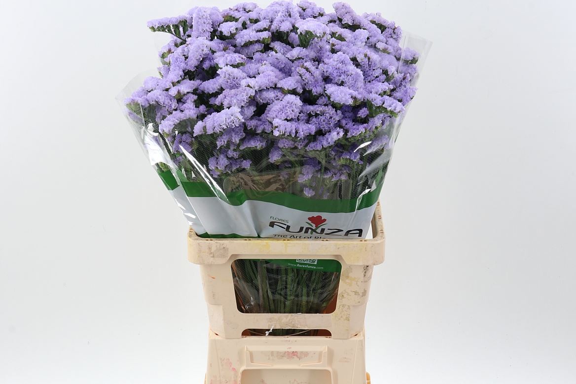 Limonium Sinuatum Blue Birds 70cm 45gr.