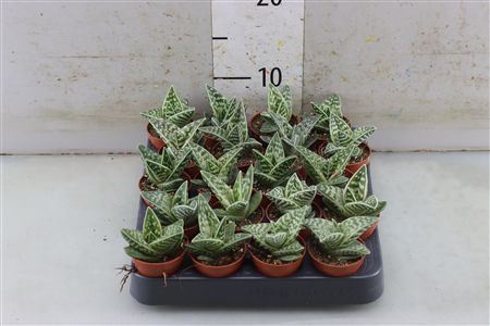 Aloe Variegata