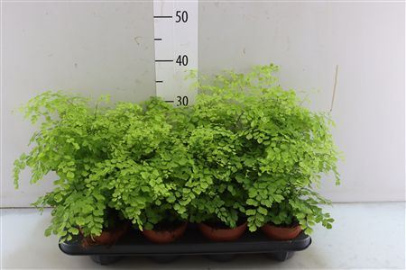 Adiantum Fragrans