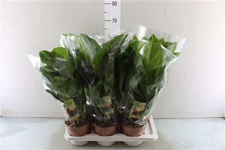 Aglaonema Silver Bay