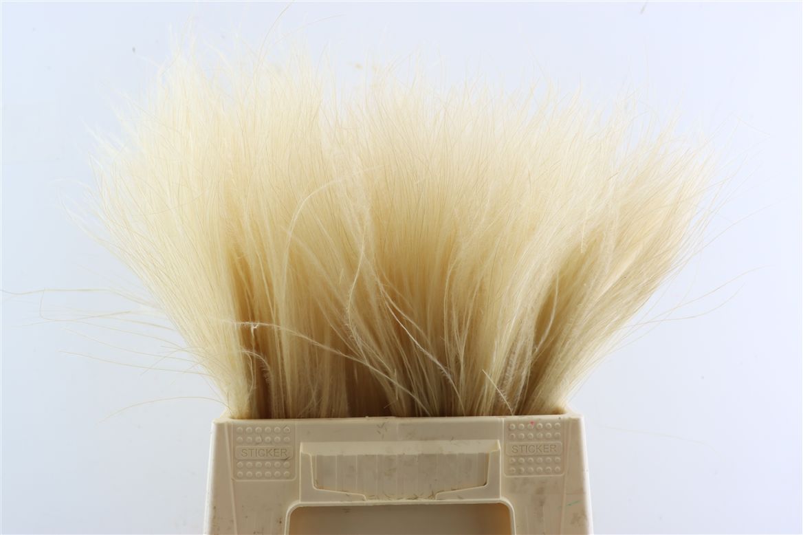 STYPHA PENATA BORDEAUX TOEF XL BUNCH 60