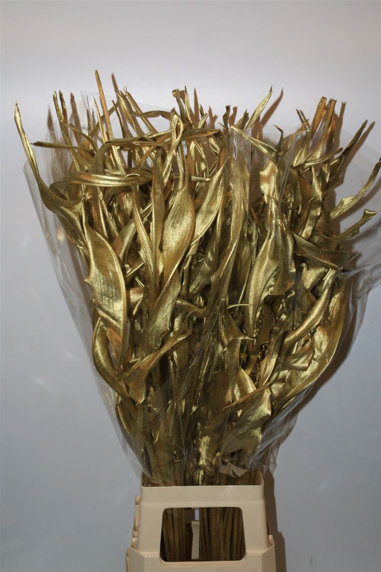STRELITZIA OR STEM 90