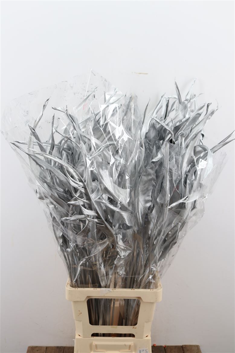 STRELITZIA ZILVER STEM 90