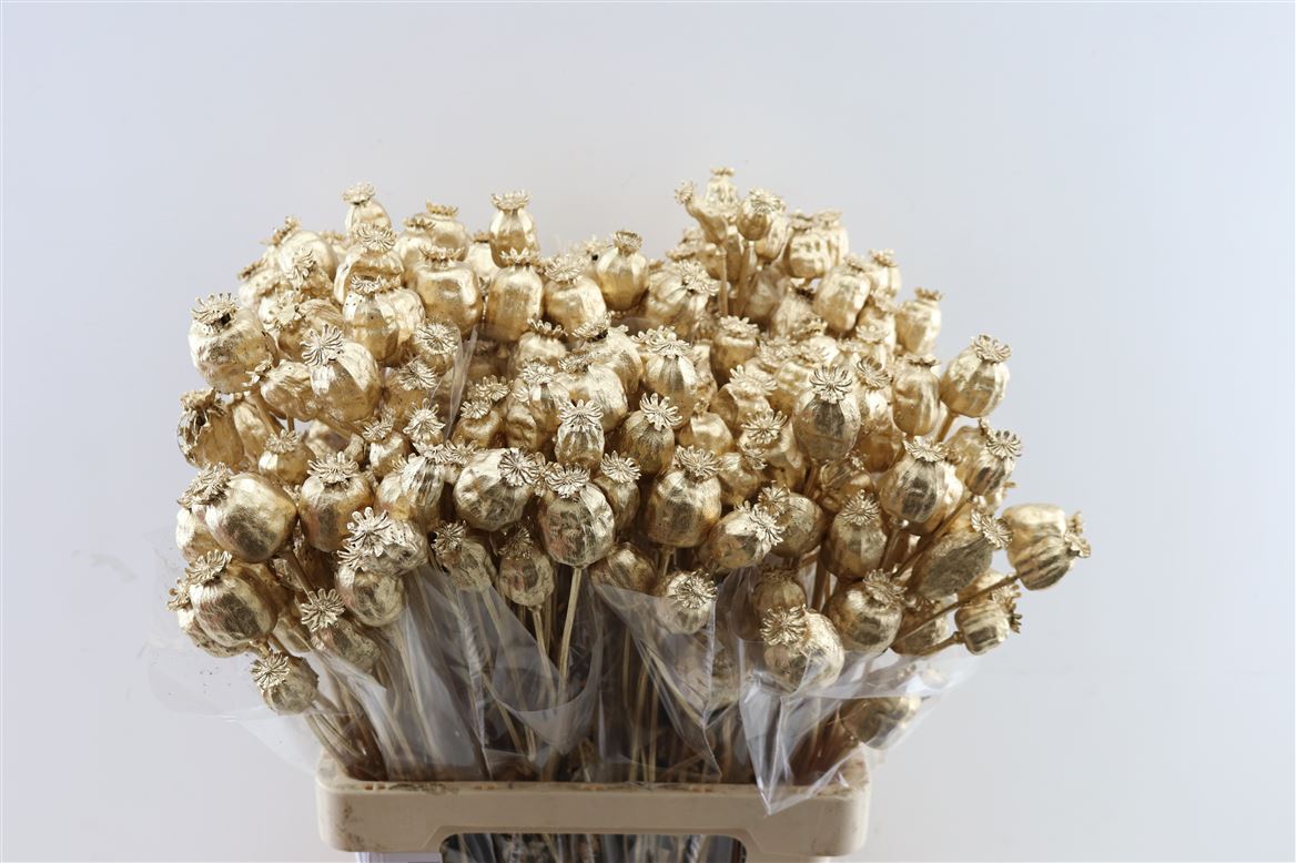 PAPAVER ANT GOLD P BUNCH 60