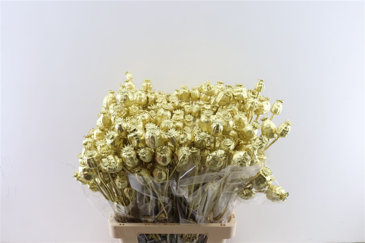 PAPAVER GOLD BUNCH 60