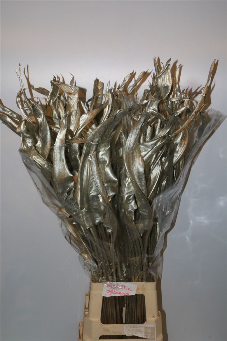 STRELITZIA PLATINA STEM 90