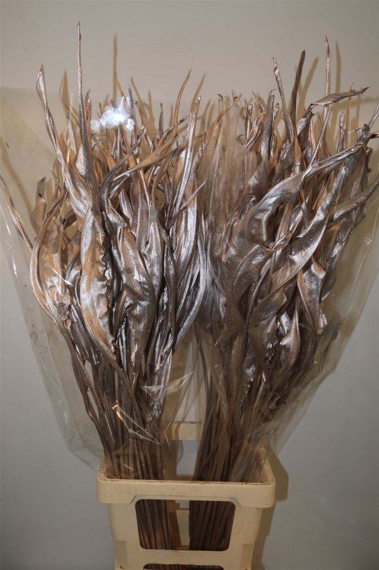 STRELITZIA CHAMPAGNE STEM 90