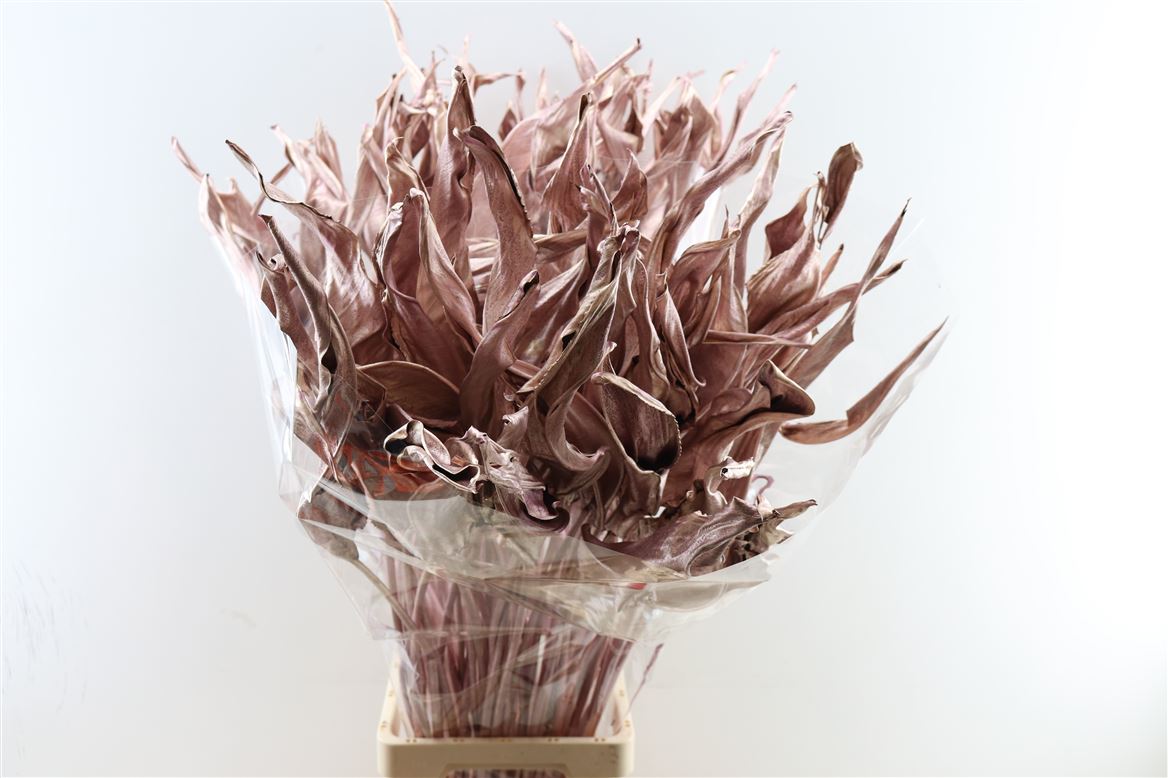 STRELITZIA METAL PINK STEM 90