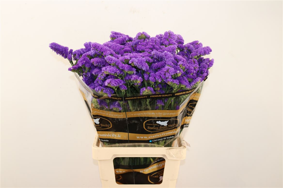 LIMONIUM STATIES BLEU 70