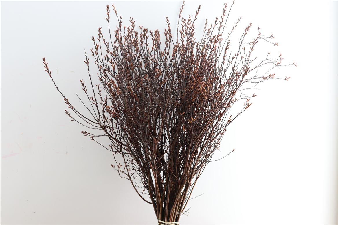 MYRICA GALE (GAGEL) 55 CM SUPERR 65