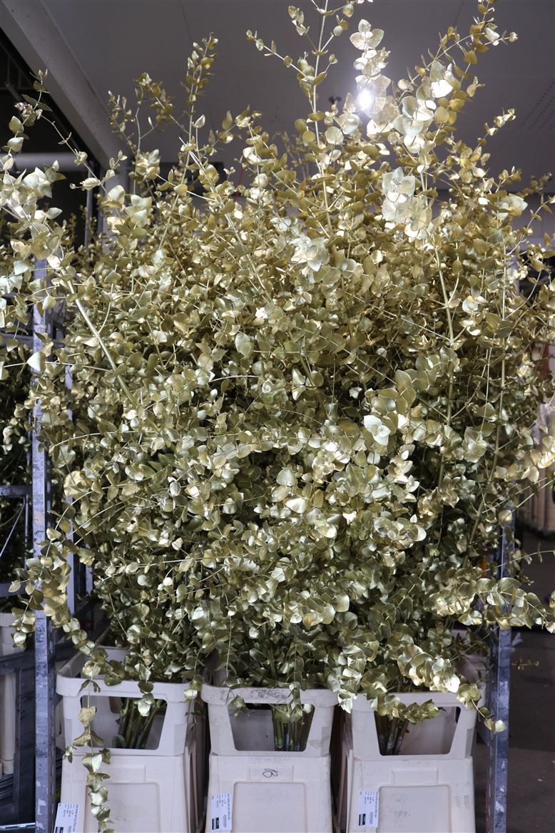 EUCA CINEREA PAINT GOLD