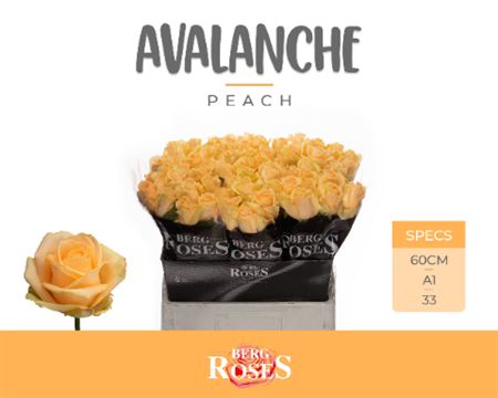 ROSE AVALANCHE PEACH 60