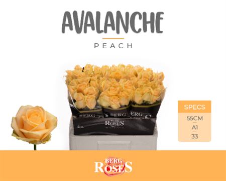 ROSE PEACH AVALANCHE 55