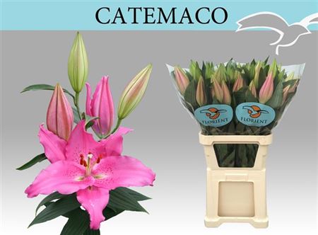 LYS OR CATEMACO 3 F+