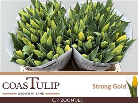 TULIPE STRONG GOLD